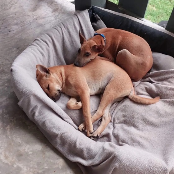 Gizmo and Nida, siblings who flew to Europe