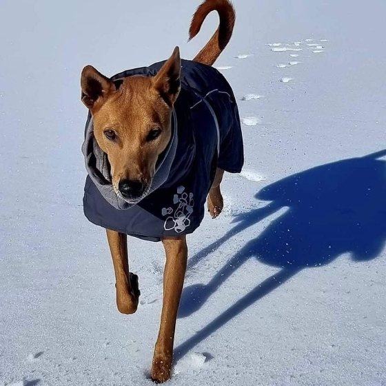 Dobis in the snow in Norway