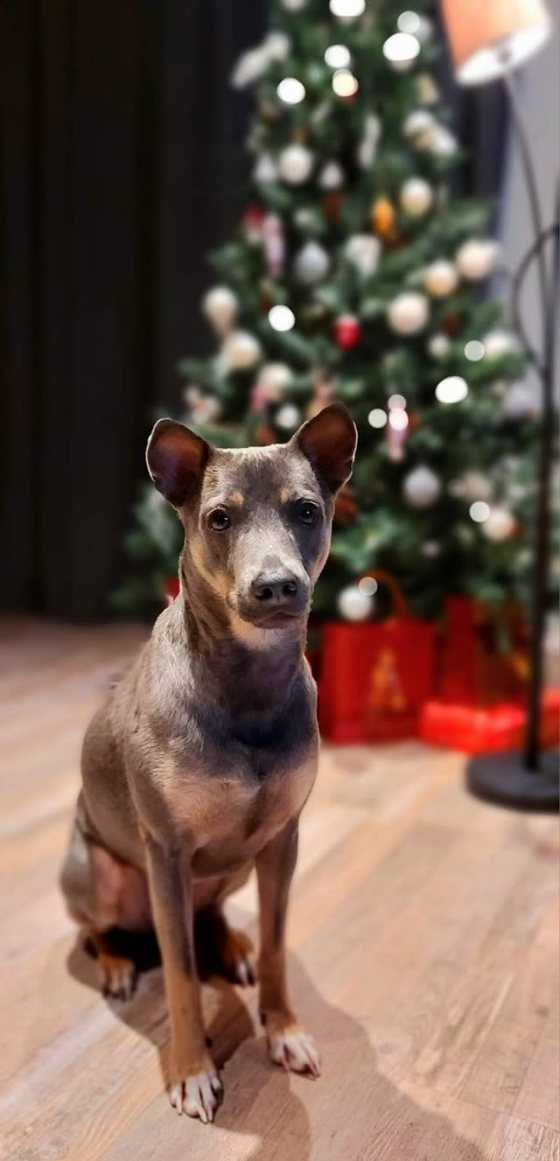 Liusi by the Christmas tree in Lithuania