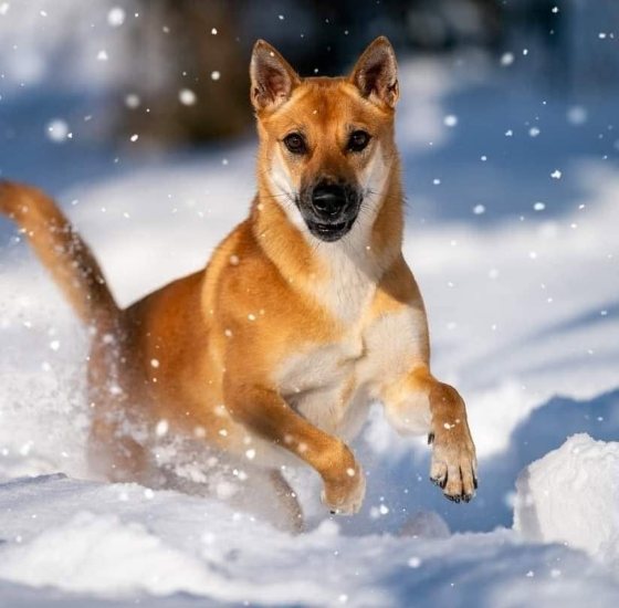 Mogli running in the snow in Germany