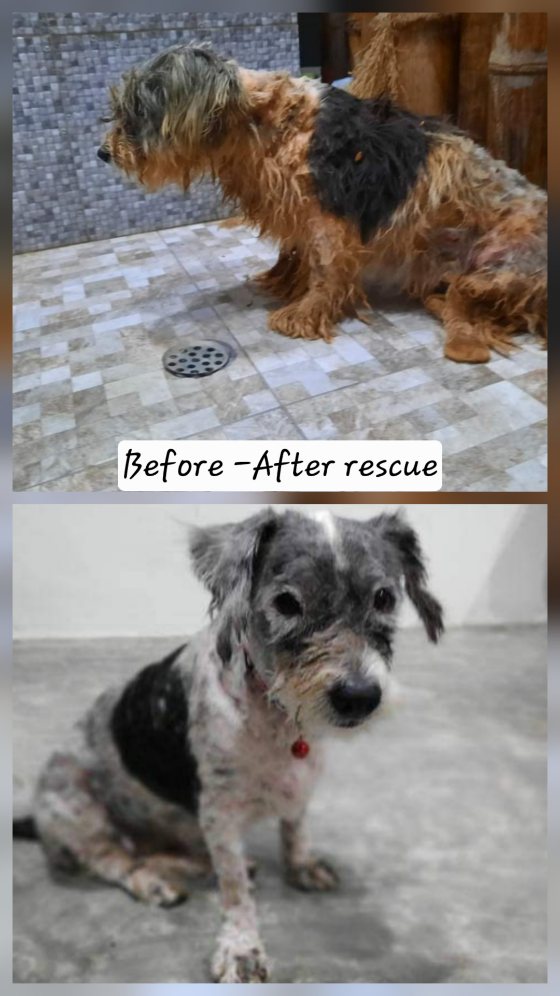 Before and after rescue