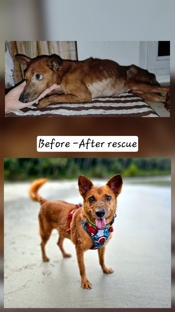 Before and after rescue