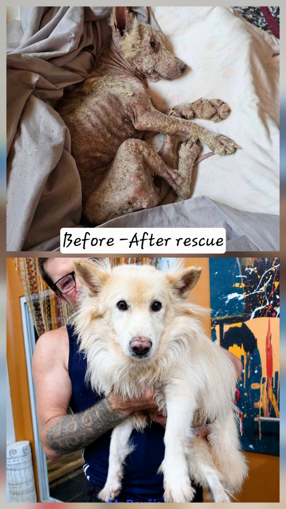 Before and after rescue