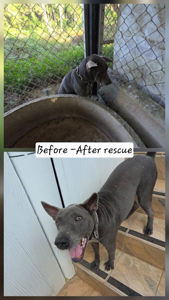 Before and after rescue