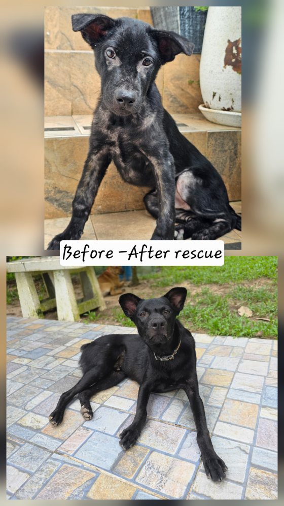 Before and after rescue