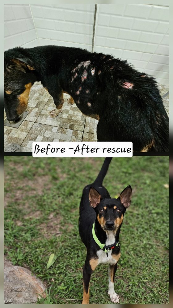 Before and after rescue