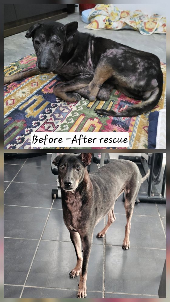Before and after rescue