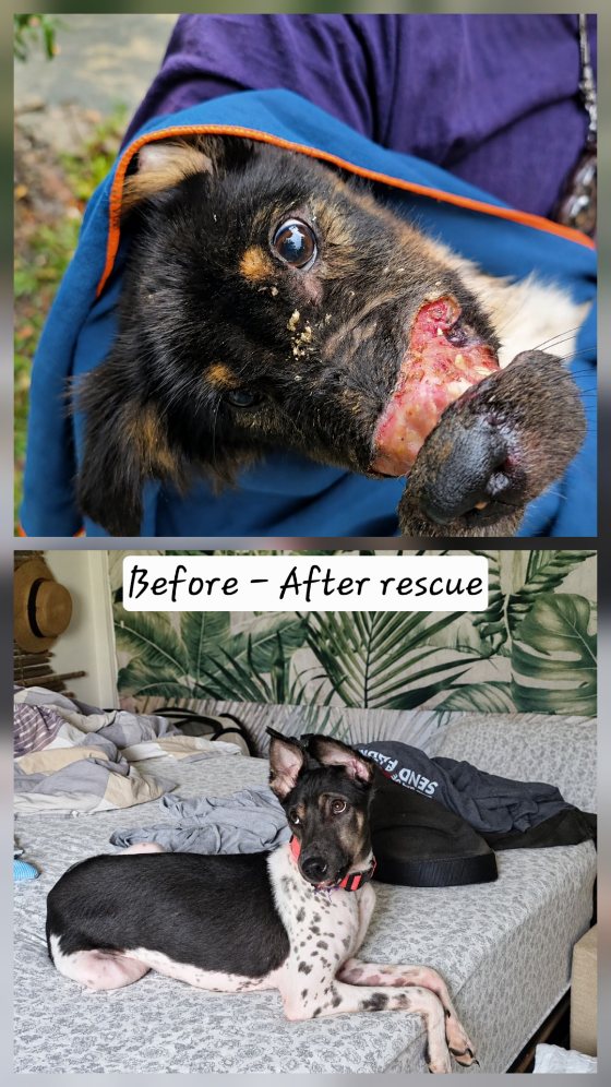 Before and after rescue