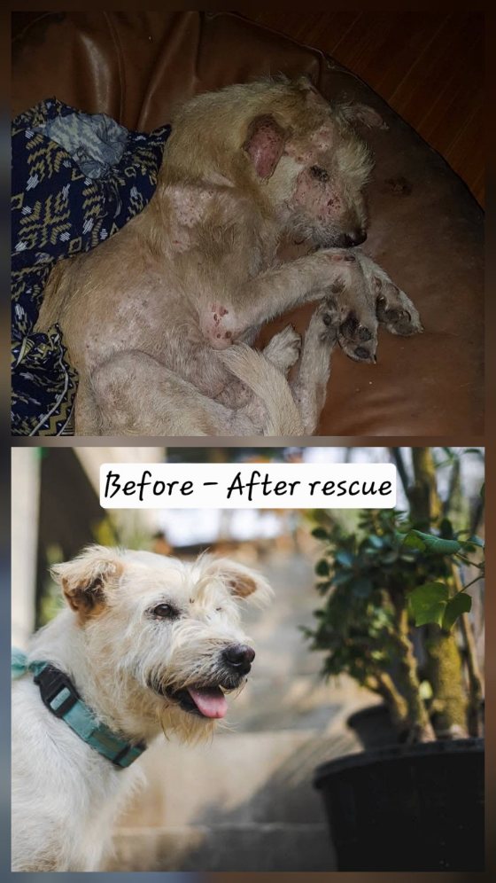 Before and after rescue