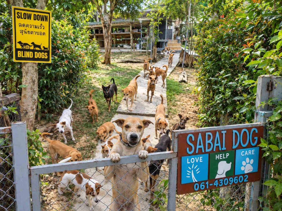 The Sabai Dog gang waiting at the gate