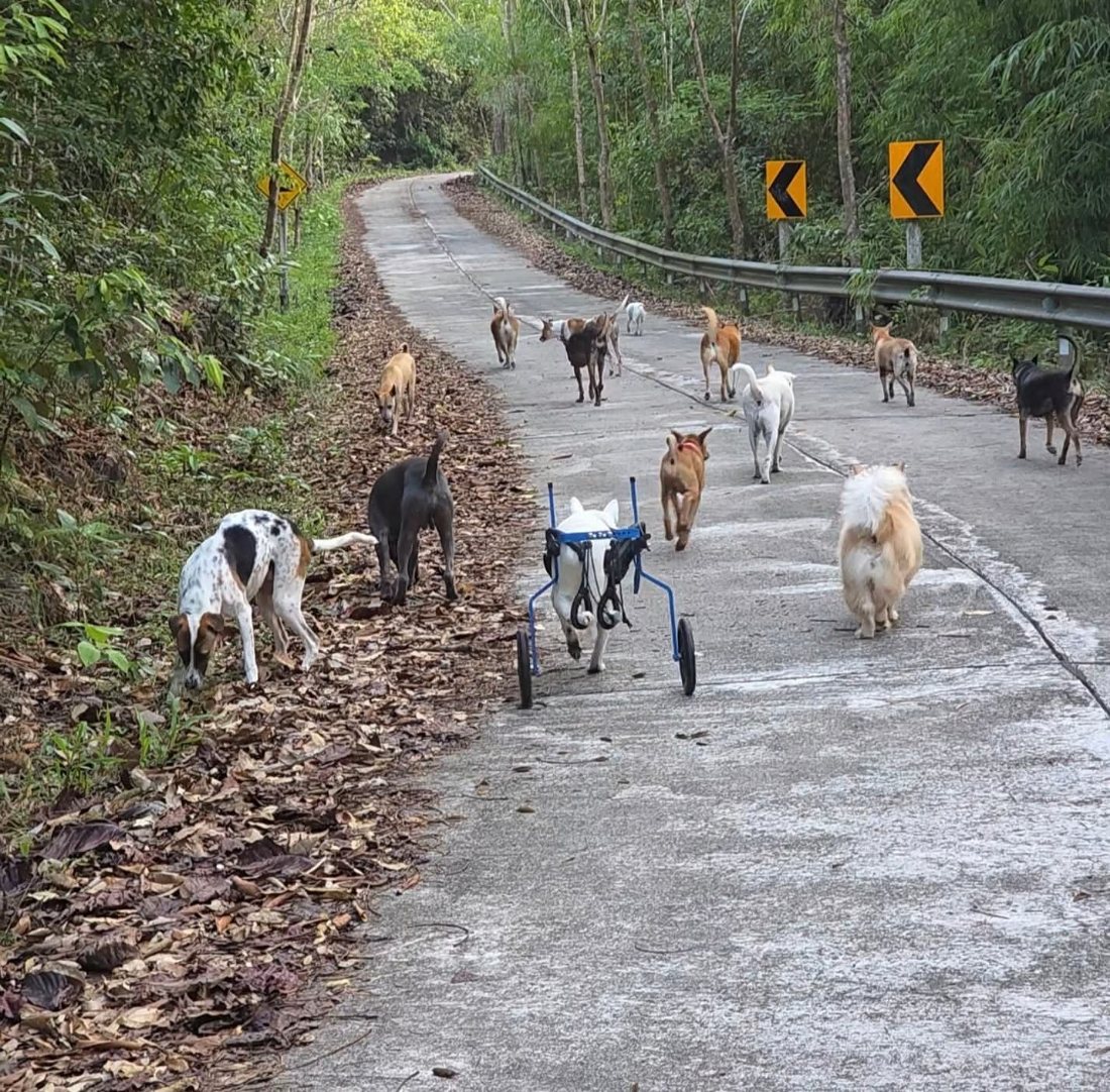 The pack out on the road, one dog in a wheelchair