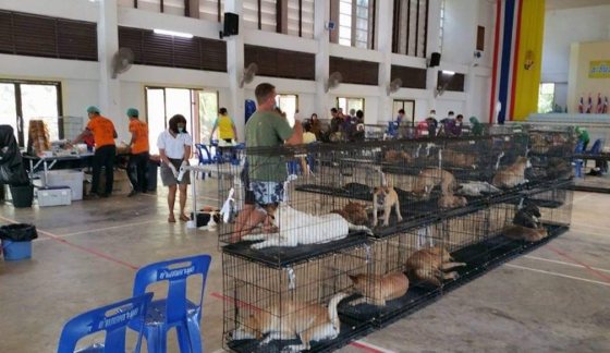 Spay and neuter project on Koh Kood