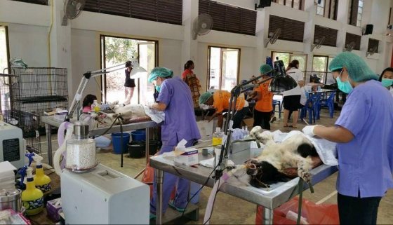 Spay and neuter project on Koh Kood