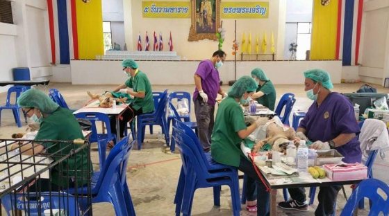 Spay and neuter project on Koh Kood