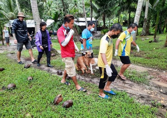 Spay and neuter project on Koh Kood