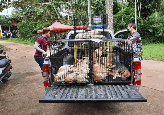 Spay and neuter project on Koh Kood