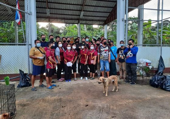 Spay and neuter project on Koh Kood