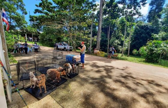 Spay and neuter project on Koh Kood