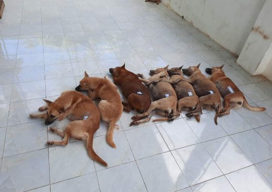 Spay and neuter project on Koh Kood