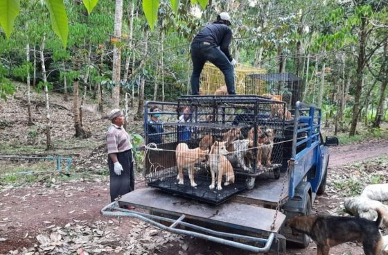 Spay and neuter project on Koh Kood