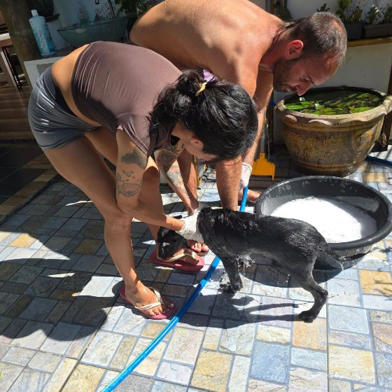 Volunteers with the dogs